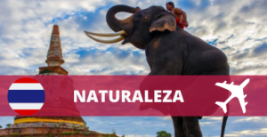 ¿Cuántos tigres de Bengala quedan en el mundo 2025? | Blog Viajes Tailandia